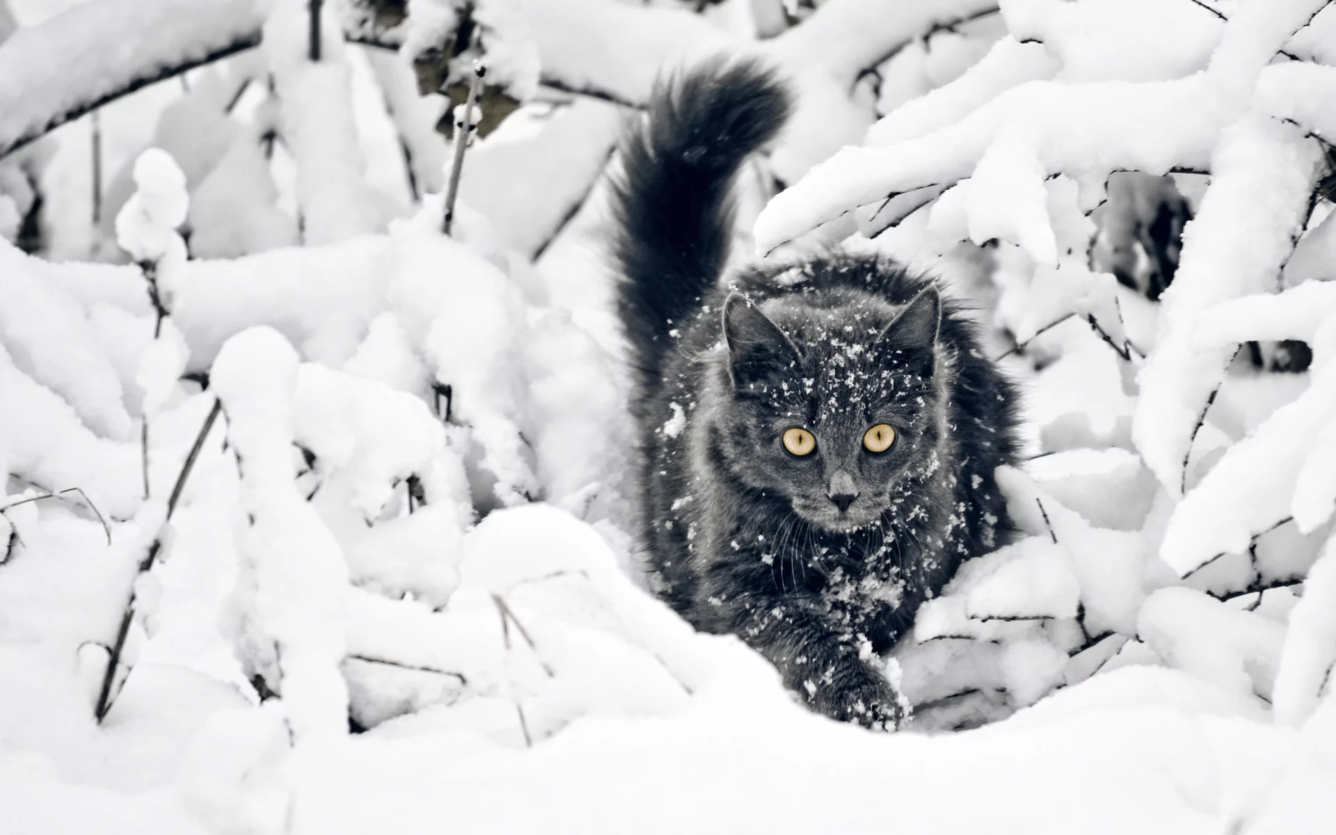 кот чёрный, снег, зима