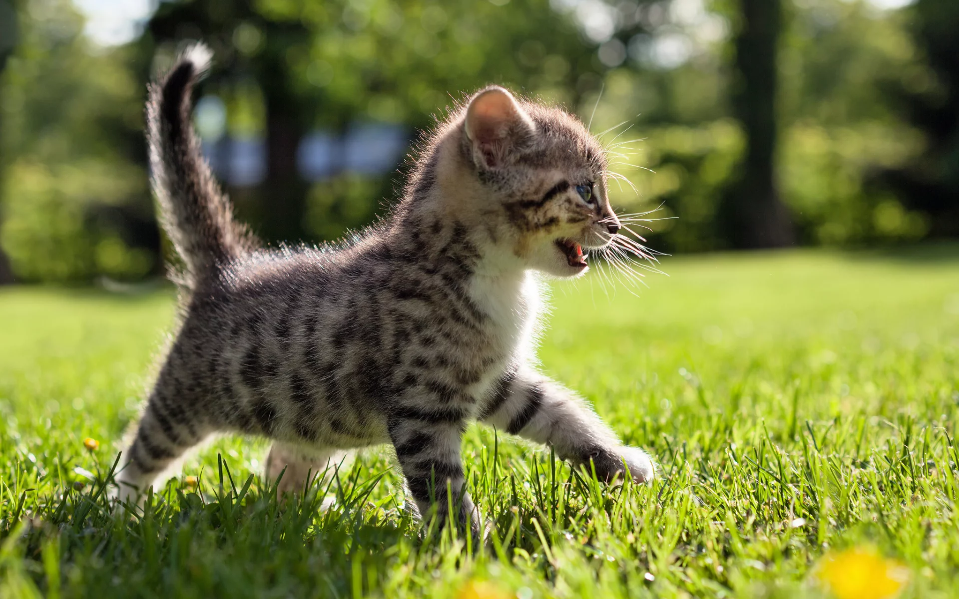 котёнок, взгляд, усы