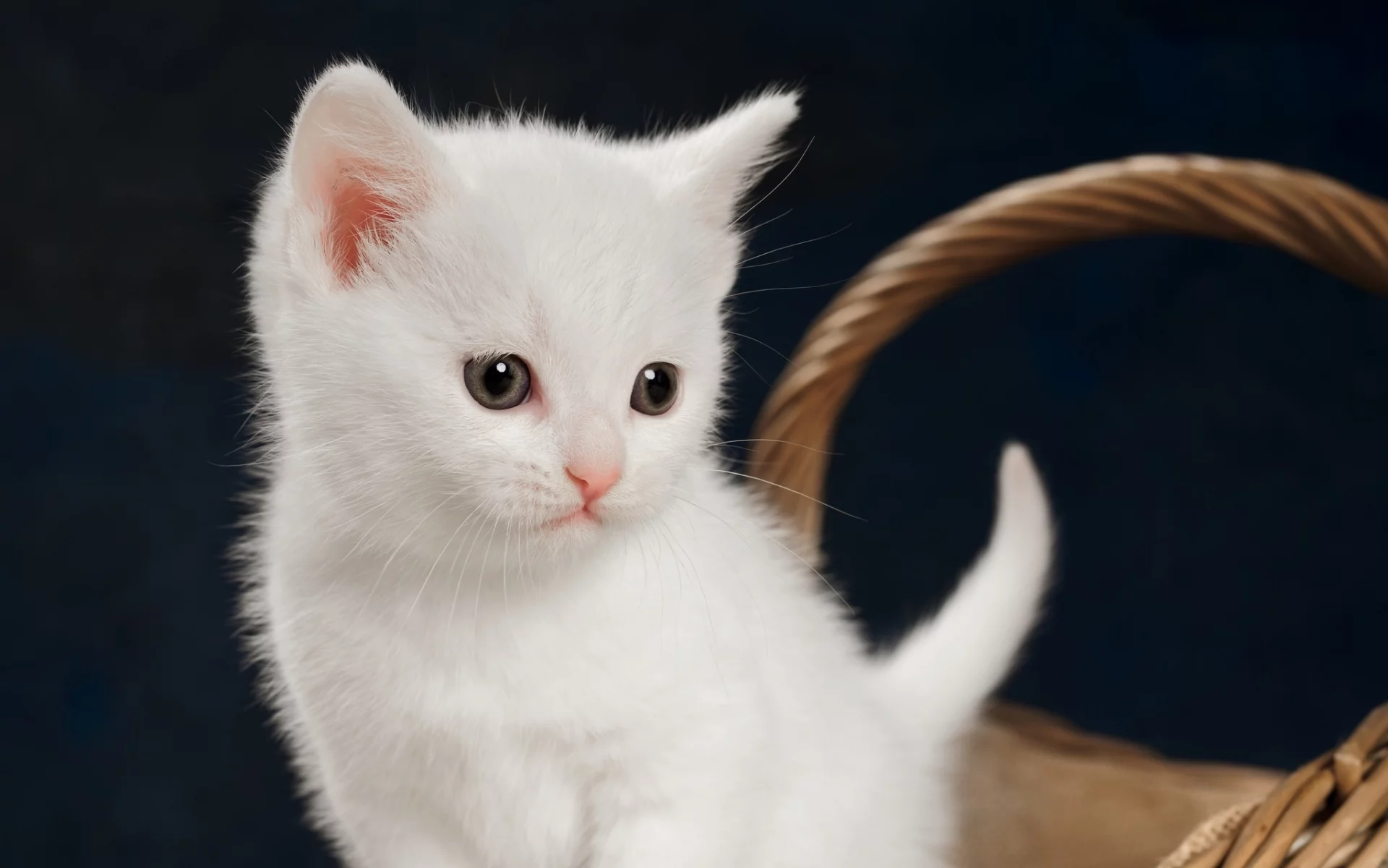 котёнок, взгляд, усы