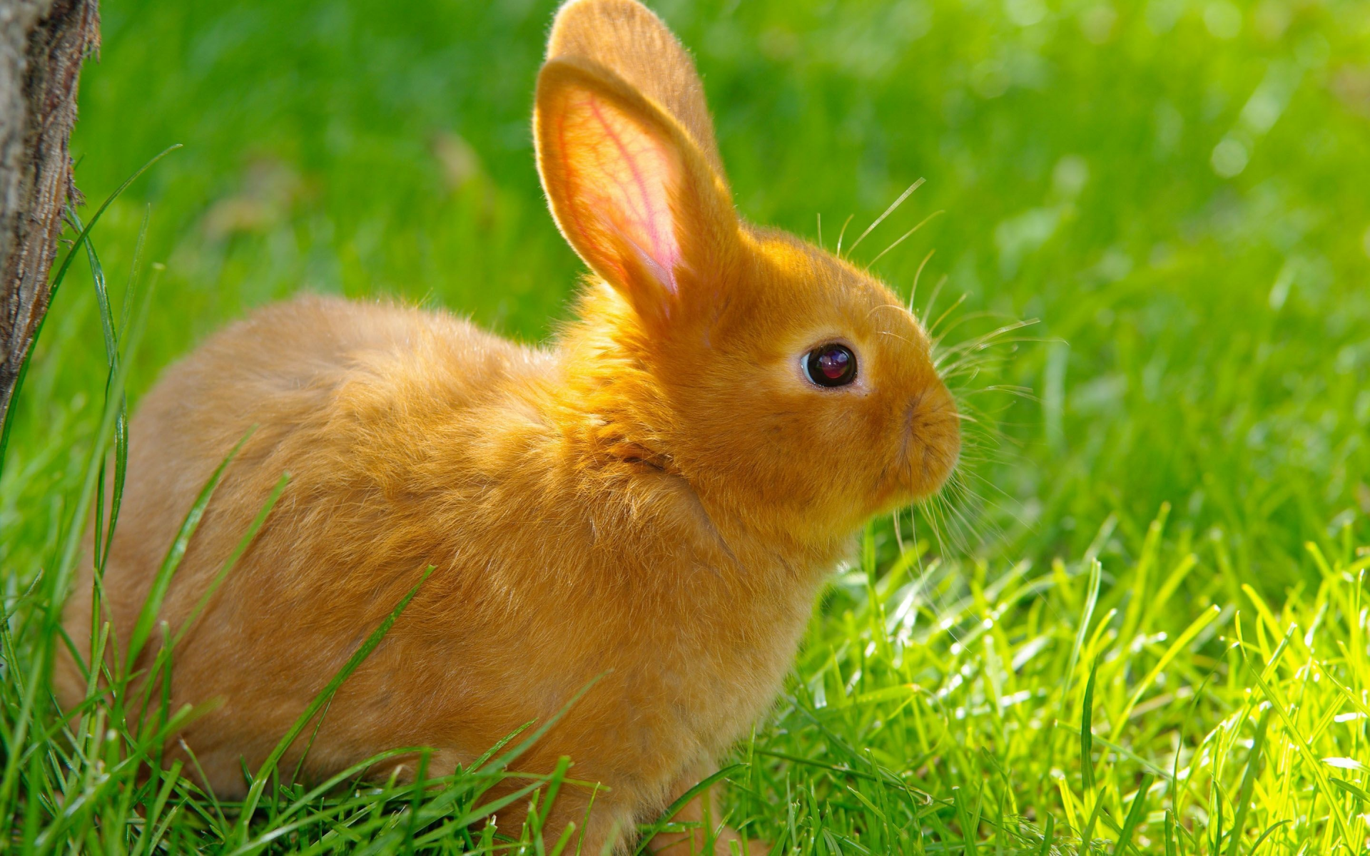 кролики, трава