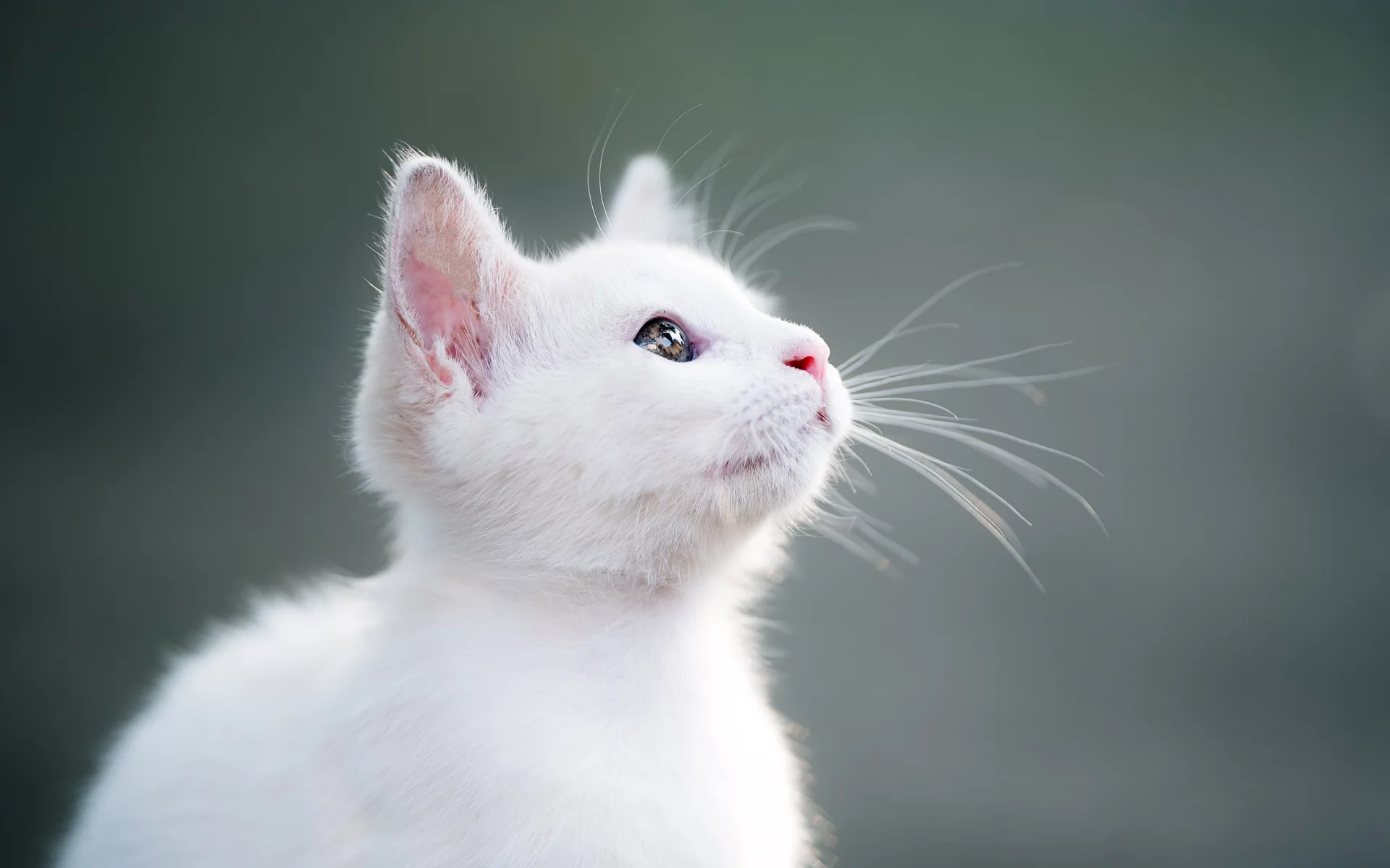 котёнок, взгляд, усы