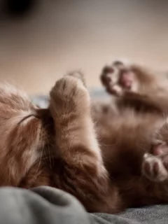 котенок, спит