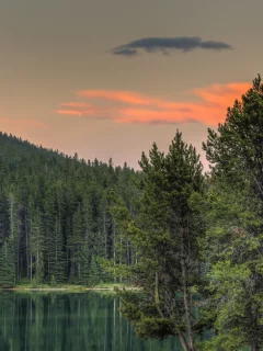 лес, деревья, луна, небо