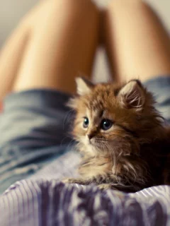котёнок маленький, лежит на животе девушки