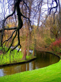 парк, деревья, река