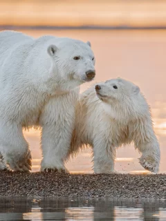 белые медведи, снег
