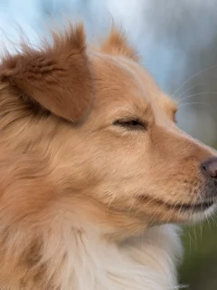 собака, животное