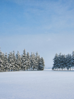 зима, снег, деревья