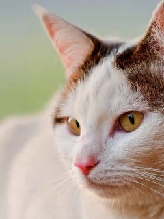 кошка, животное