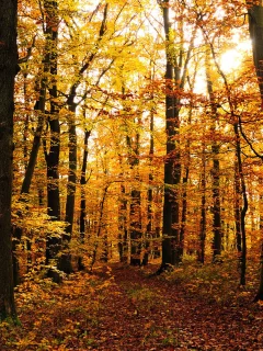лес, деревья, осень, листопад