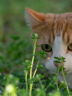 кошка, животные, взгляд, уши, трава