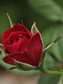 роза, бутон, боке