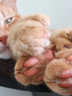 кот рыжий, взгляд, лежит, лапы