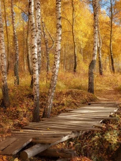 золотая, осень, деревья