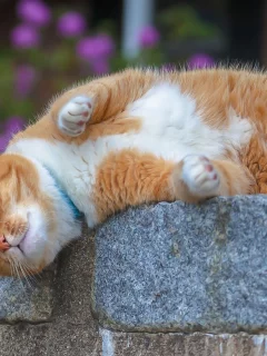 кошка, животные, взгляд, уши