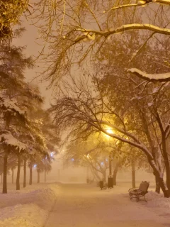 парк, деревья, зима