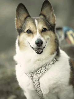 собака, взгляд