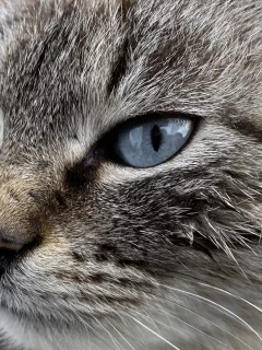 кошка, животные, взгляд