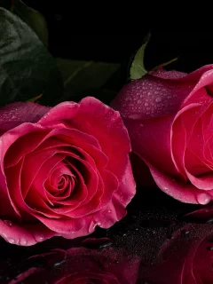 розы, букет, цветы
