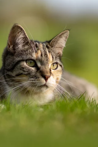 кошка, трава