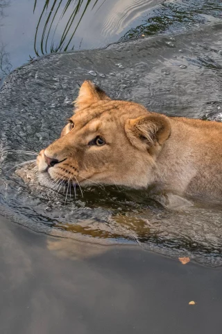 львенок, вода
