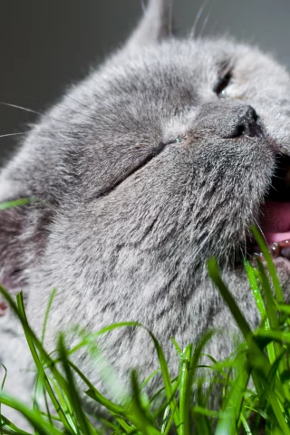 кошка, животные, трава
