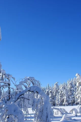 лес, деревья, снег, зима