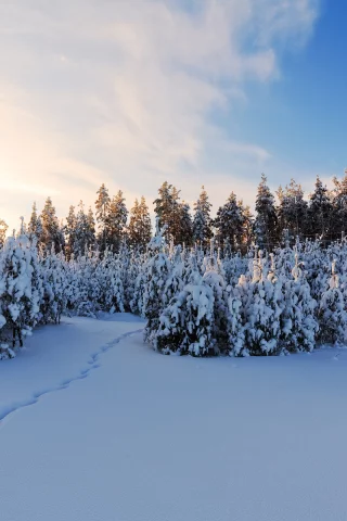 зима, снег, лес