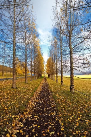 осень, деревья, листопад