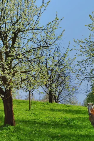 лето, трава зелёная, деревья, лошадь