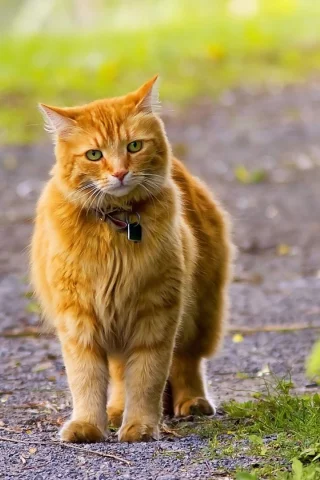 кот рыжий, взгляд, прогулка