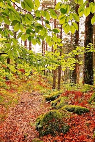 лес, деревья, осень, листопад