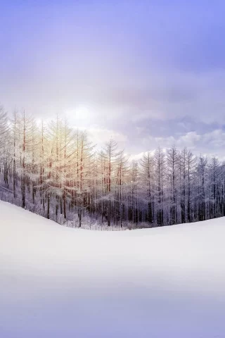 зима, снег, лес