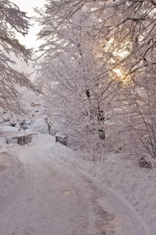 зима, снег, деревья, тропинка