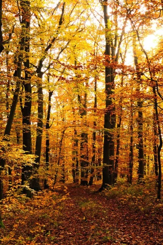 лес, деревья, осень, листопад