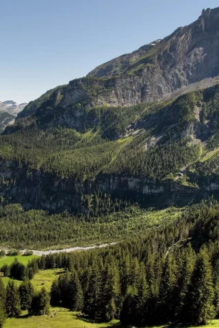 лес, деревья, гора