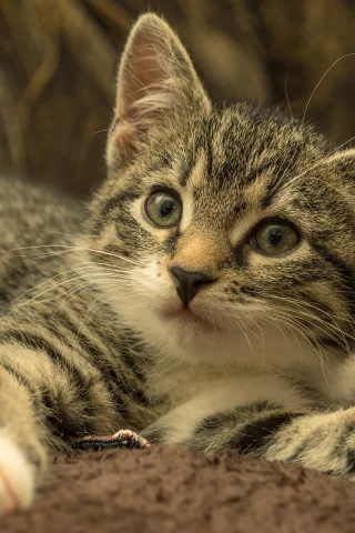 котёнок, взгляд, усы