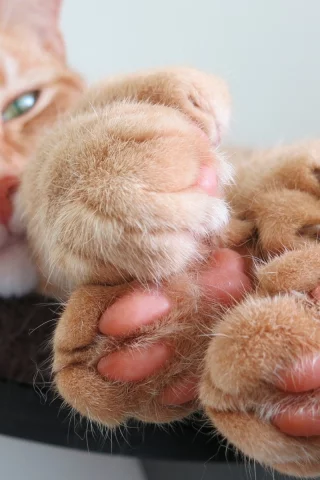 кот рыжий, взгляд, лежит, лапы