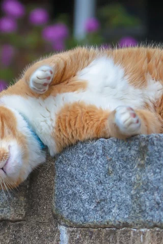 кошка, животные, взгляд, уши