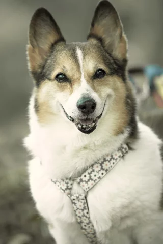 собака, взгляд