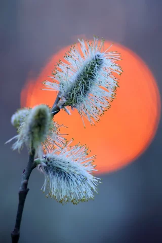 закат, ветка