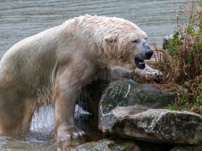 белый медведь, животные, вода