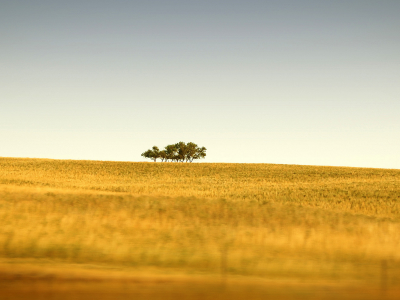 поле, пшеница, деревья