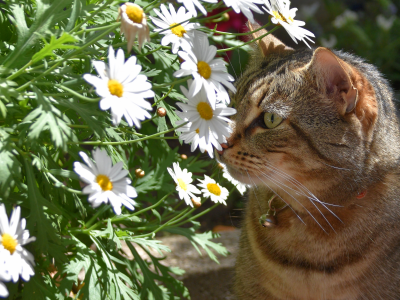 кот, взгляд, усы, цветы