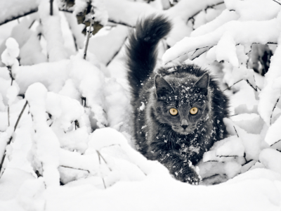 кот чёрный, снег, зима