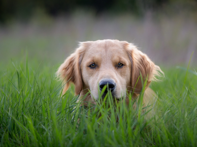 собака, взгляд, сидит в траве