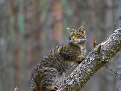 лесная, кошка, бревно