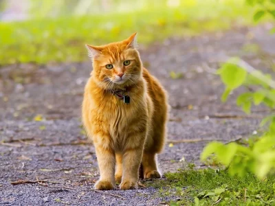 кот рыжий, взгляд, прогулка