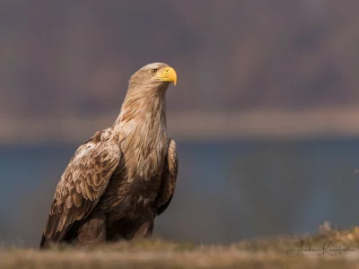 орел, клюв, взгляд
