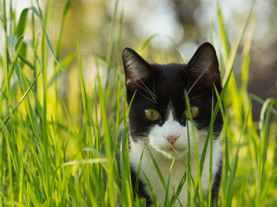 кот, взгляд, усы, трава